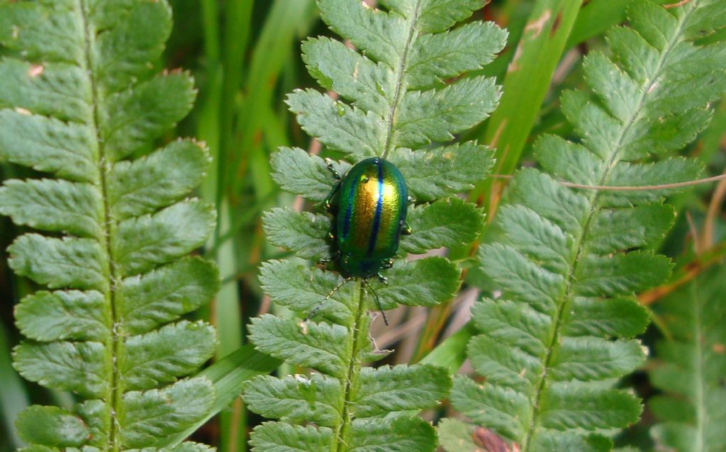 Da determinare: Oreina cacaliae ?